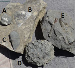 Some of the groups’s finds from the Francis Road site.  A.  Sue’s small but complete enrolled trilobite, B. a Strophemenid brachiopod on matrix, C. Fred’s Mucrospirifer, D. Gary’s Pleurodictyum americanum, and E. Jerry’s fossilized nautiloids.  