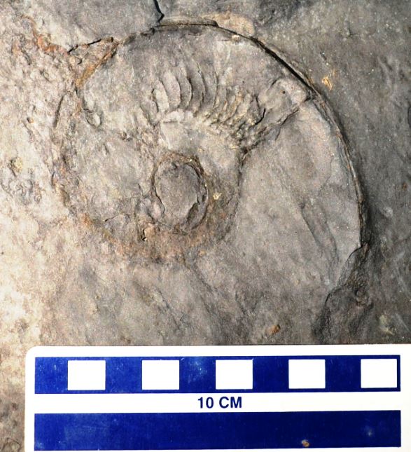 This rather large ammonite was found in float in the gully floor.  It is hosted by the grey Cashaqua shale. 