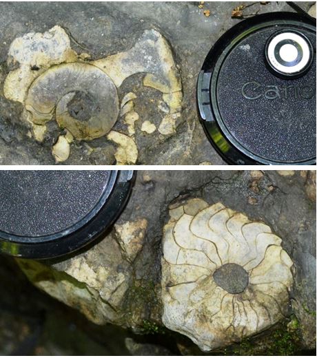 Two ammonites found in the Parrish limestone bed midway in the Cashaqua limestone.  These fossils were found in place in the gully wall. 