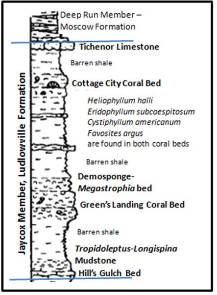 Detailed stratigraphy and marker fossils in the Jaycox member at Green’s Landing (from Mayer et. al., 1994)