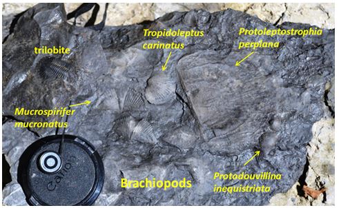 All these brachiopods in one matrix piece!  The trilobite is a separate piece.