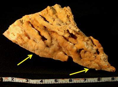 An Ilion stalactite:  Some of the “caves” or openings in which the travertine grows in Ilion Gorge can be rather large.  This 9” piece was wrestled out of its home in 3 pieces and repaired (note the arrows).  