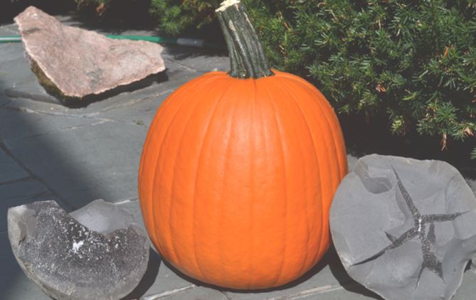 I decided to take two pieces of that nodule home to accent my largest home grown orange “nodule” of the season.  The pumpkin is for scale and is 12” high to the base of the stem.  Incidentally, the slab behind the Alden/garden display is granite from a recent road in St. Lawrence County.