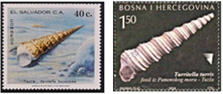 Turritella on stamps.  Another way to collect fossils and shells.