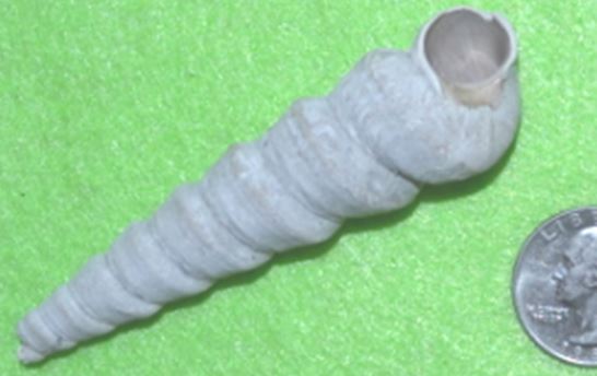 This is a fossil Turritella mortoni from the Paleocene epoch.  It was found in the silty shales of the marine Aquia Formation in King George County, Virginia.