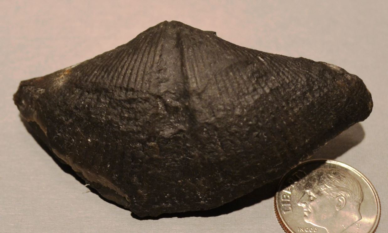 And last but certainly not least, I believe this brachiopod is an Orthospirifer marcyi.  Regardless of genus, it is a fine pedicle valve specimen from a new locality.