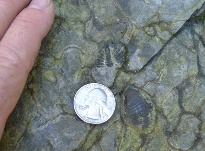 Traversing  the Kashong shale, we found a few trilobite pieces, here a pygidium, and lots of Tropidoleptus brachiopods like the one hiding behind George Washington’s head.