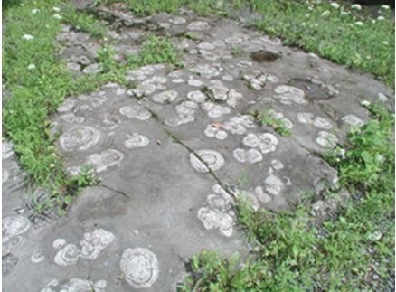 The spectacular cabbage shaped stromatolites in Saratoga County, NY were some of the first to be described and recognized as having a biologic origin.   Hall (1847) considered them “remains of sea plants”.