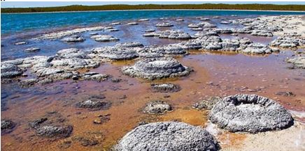 Modern stromatolite mounds in Shark Bay, western Australia.