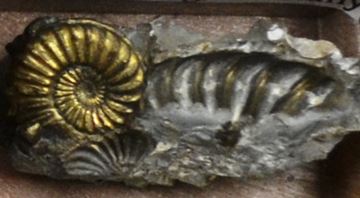 But, this excellent pyritized ammonite is not from Alden and it is not Devonian.   It is not even from North America.  Stephen Mayer displayed this Pleuroceras sp, which is from the Early Jurassic of Germany.
