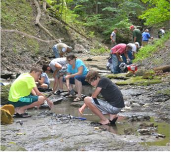 Above: Wayne County club members collecting Middle Devonian fossils in a creek bed last August.   Below: Some of the finds from this and other local trips include A) Pleurodictyum americanum coral, B) Dipleura dekayi trilobite, C) Tropidoleptus carinatus brachiopods, and D. partial Eldredgeops rana trilobite.  Many of the collecting locations in Livingston and surrounding counties are on private land.  Permission should always be sought prior to collecting.