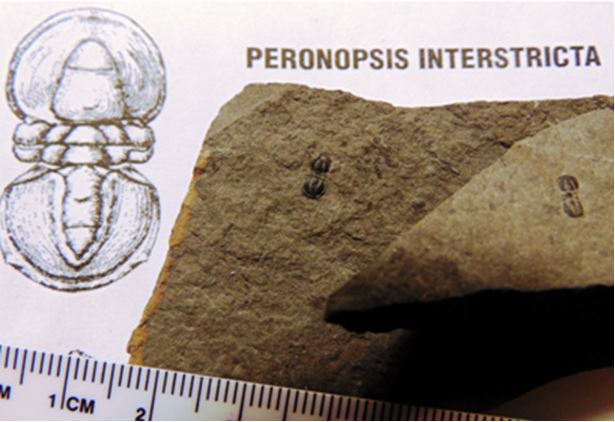 Like some other Cambrian trilobites, the tiny Peronopsis interstricta had no eyes and were completely blind. 