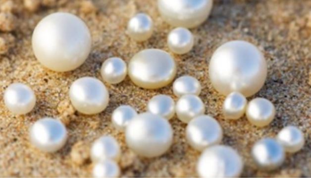 Pearls on the beach:  The smaller pearls in this picture are less than one quarter inch in diameter and may have grown in less than one year, but the larger ones likely took 2-3 years to grow.  Clean water and healthy oysters are required to grow perfectly symmetric large pearls.