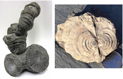 Gerry Kloc collected, reconstructed and photographed the Heliophyllum halli on the left.  The unusual splayed bivalve on the right is Pterinopecten undosus and was my favorite find of the day.