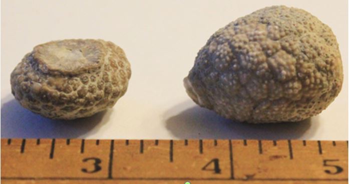 Peter has since provided this photo of two of his finds. The specimen on the right is from the more common Genus Holocystites.  Based on overall morphology and the dimpling detail, Peter believes the more circular specimen on the left in both pictures could be from the Genus Paulicystis. 