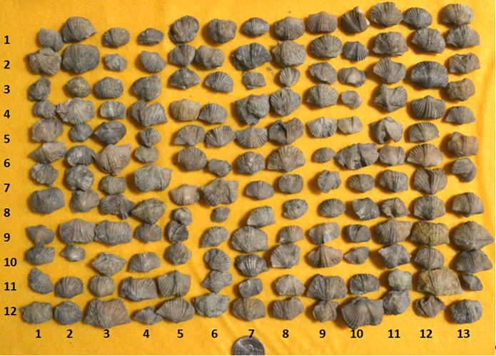 These are the same Vinlandostrophia brachiopods shown in the earlier photo.  BUT, now it is a simple math problem to determine how many I collected !   