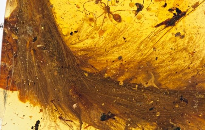 The tailbone of a Cretaceous Period juvenile dinosaur remarkably preserved in amber and covered in feathers.  Field of view in this photo is about 2”. The darker specs within the amber are ants, pieces of beetles and a bit of plant material.   (from Graham, 2016)