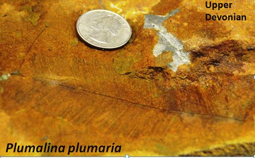 Bill Chapman found this Plumalina plumaria in an Upper Devonian sandy siltstone (Canadaway Group) in Hornell, NY.  They have also been documented in a roadcut in Hoxie Gorge near Cortland, NY (Wilson, 2009).